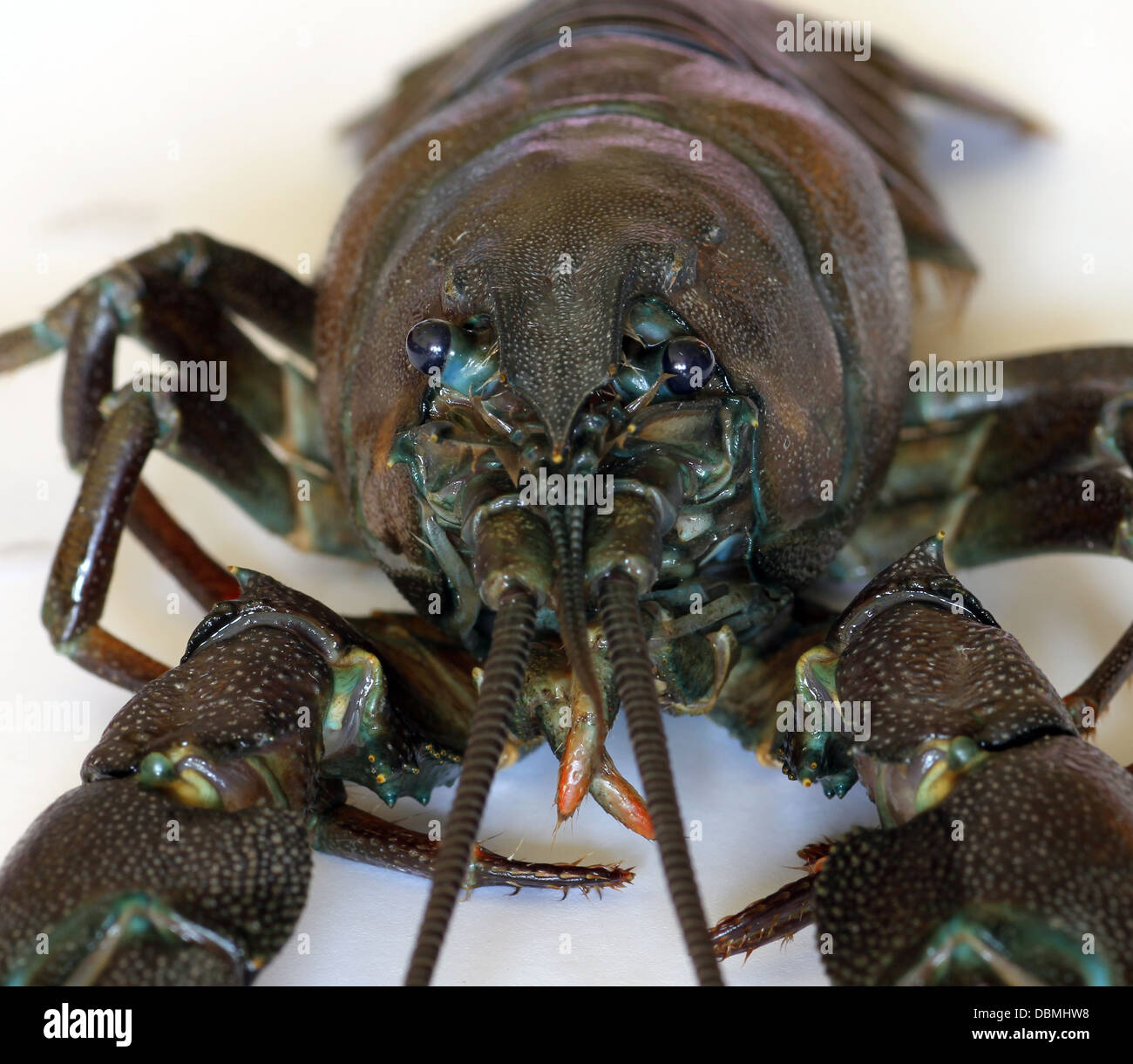 Segnale americano il gambero di fiume, Pacifastacus leniusculus, una specie estranee invasive per il Regno Unito e in Europa e dal Nord America. Foto Stock