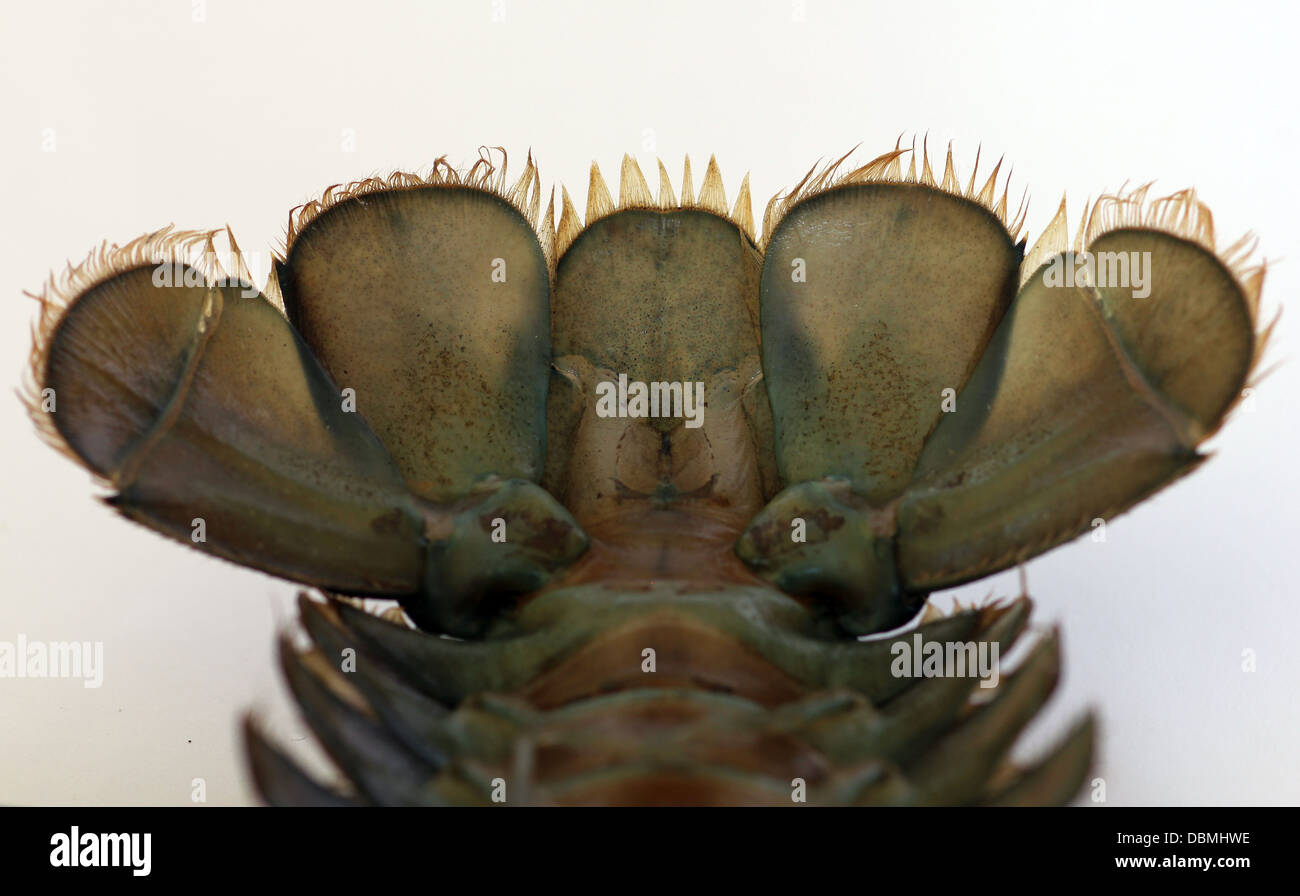 Coda del segnale americano il gambero di fiume, Pacifastacus leniusculus, una specie estranee invasive per il Regno Unito e in Europa e dal Nord America. Foto Stock