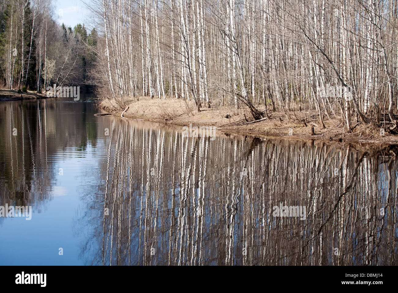 Paesaggio di primavera con calma foresta fiume e betulle Foto Stock