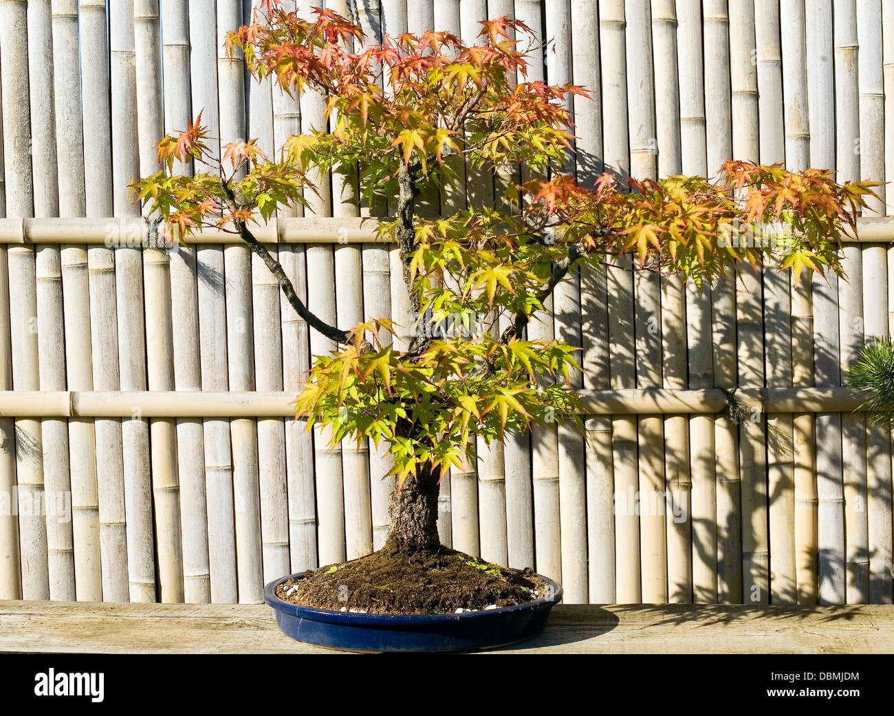 Bonsai in pentola viene collocato sul giardino di giapponese Foto Stock