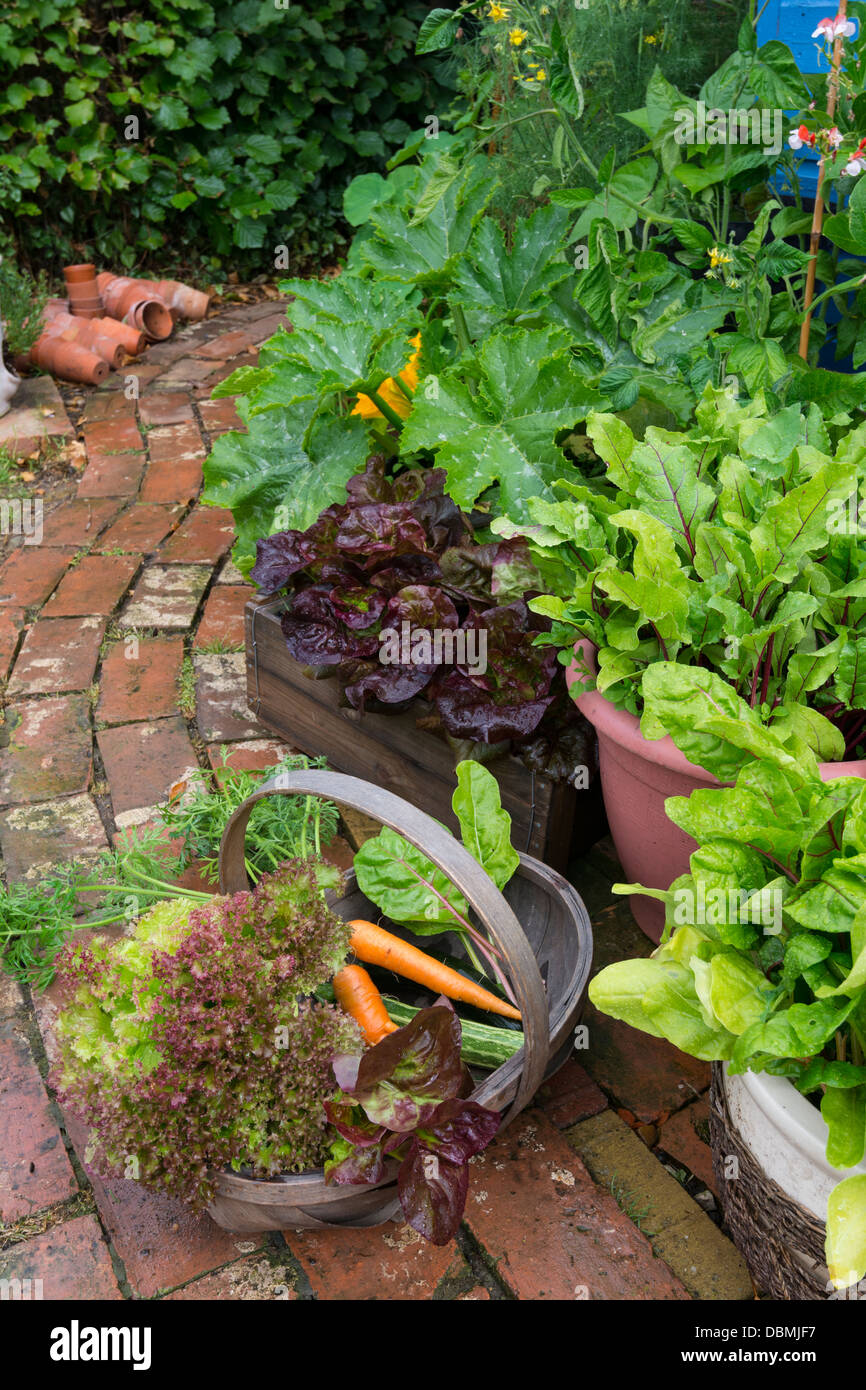 Raccolta di fresco raccolte verdure estive da un piccolo giardino. Foto Stock