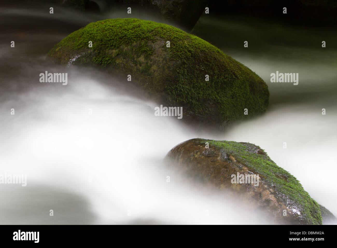 Silky acqua e coperte di muschio rocce lungo il Parco Nazionale di Great Smoky Mountains la Roaring forcelle Sentiero del motore. Foto Stock