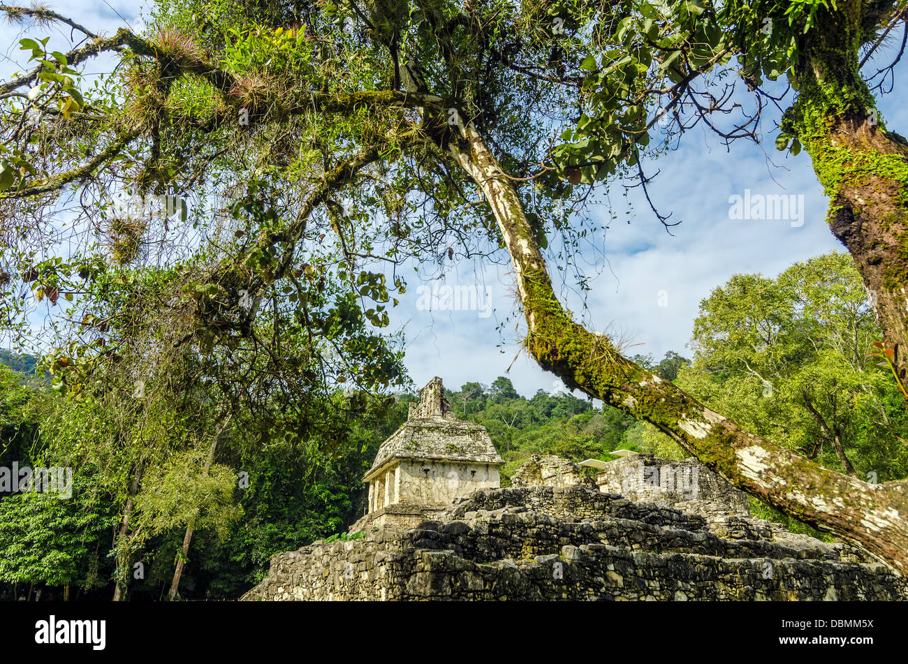 Alberi che incornicia un antico tempio Maya a Palenque, Messico Foto Stock