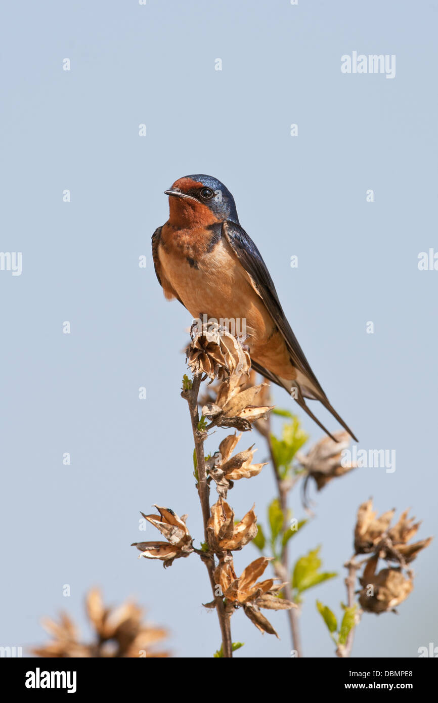 Barn Swallow - verticale uccello perching songbird Ornitologia Scienza natura natura ambiente Foto Stock