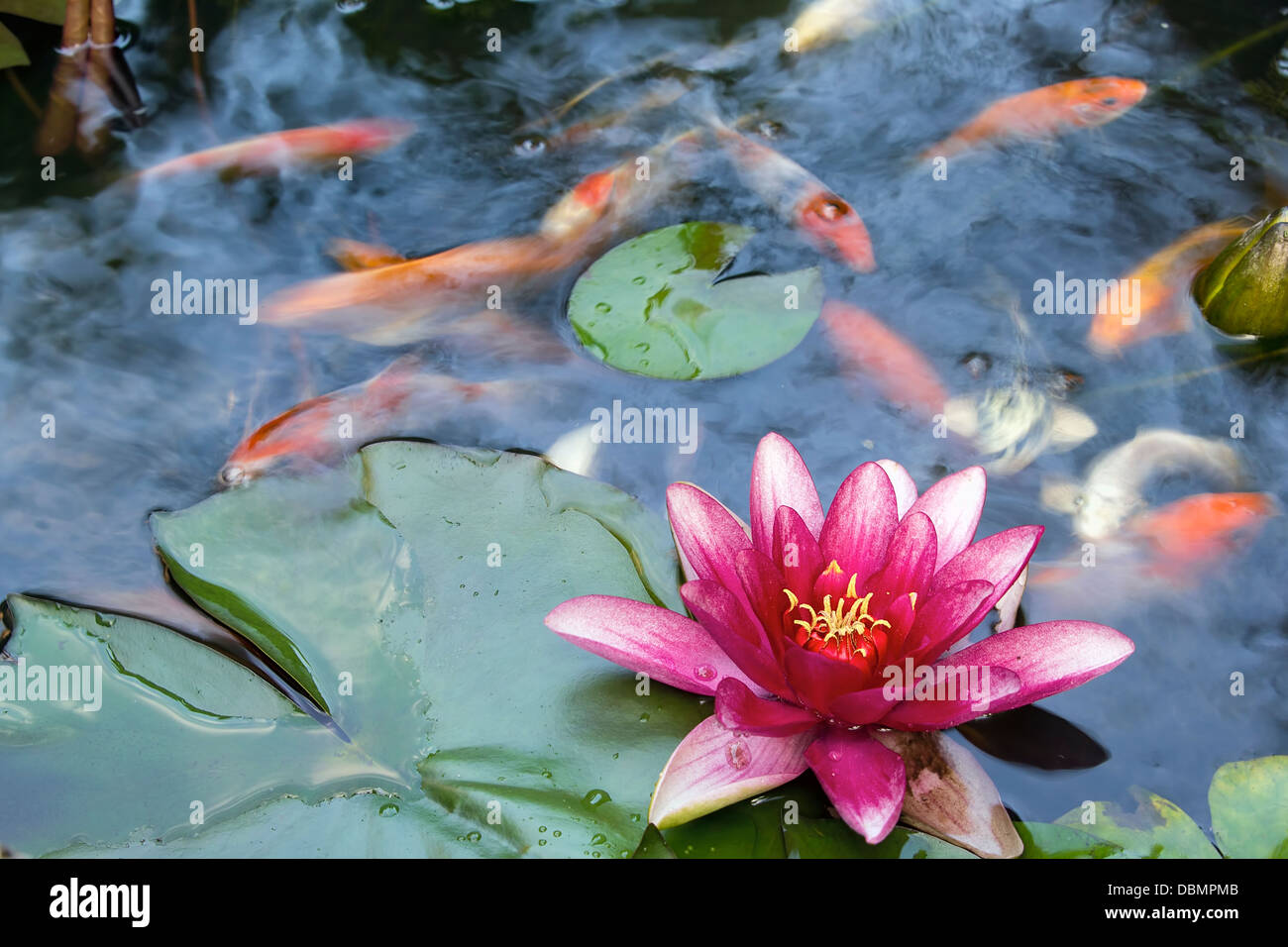 Acqua di rosa Giglio fiore che sboccia in stagno di Koi Nuoto con Abstract nuvole riflesso nell'acqua Foto Stock