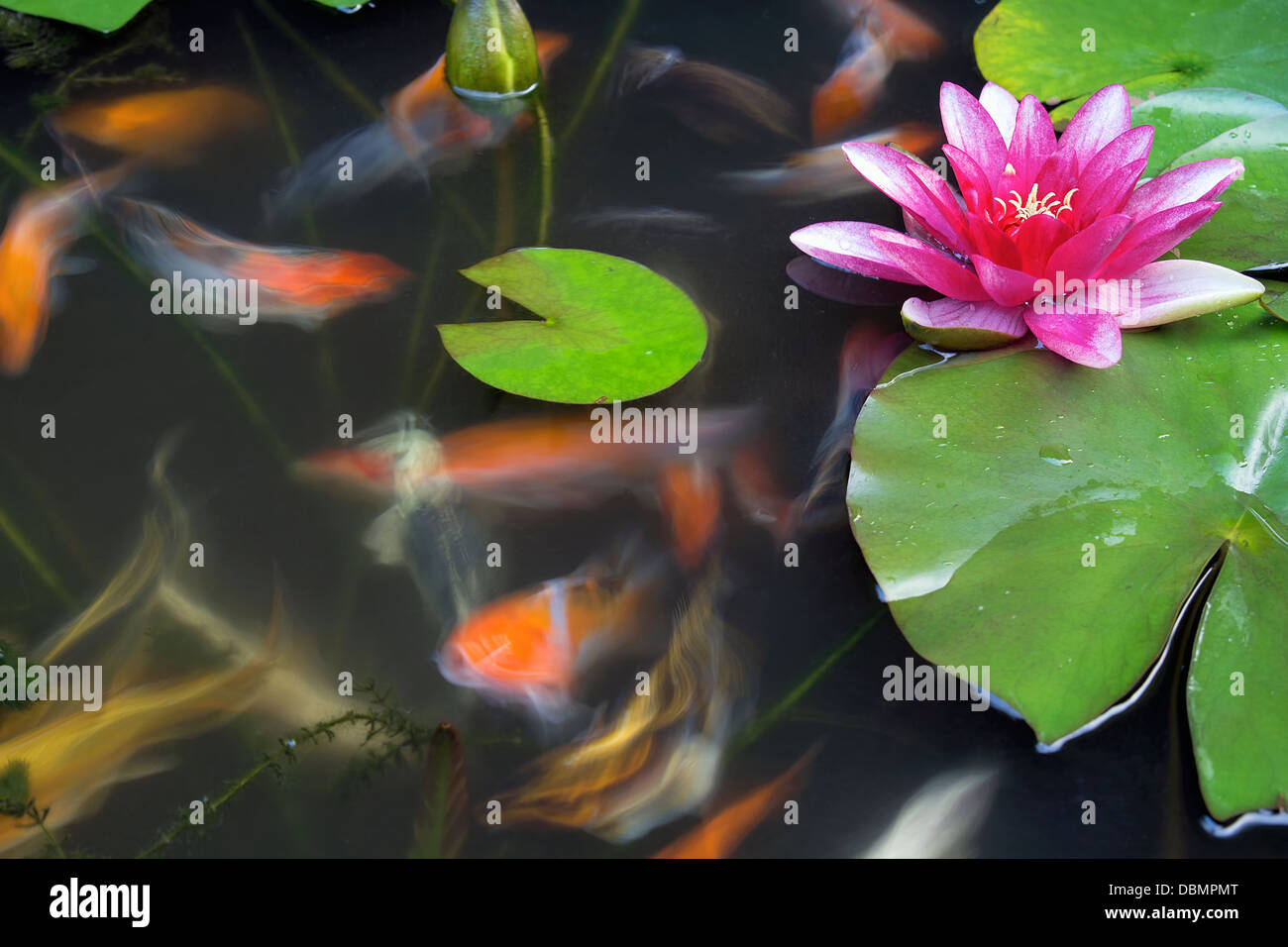 Uno spettacolare pesce Koi nuotare nel laghetto con ninfee Fiore e Lilypad lunga esposizione Foto Stock
