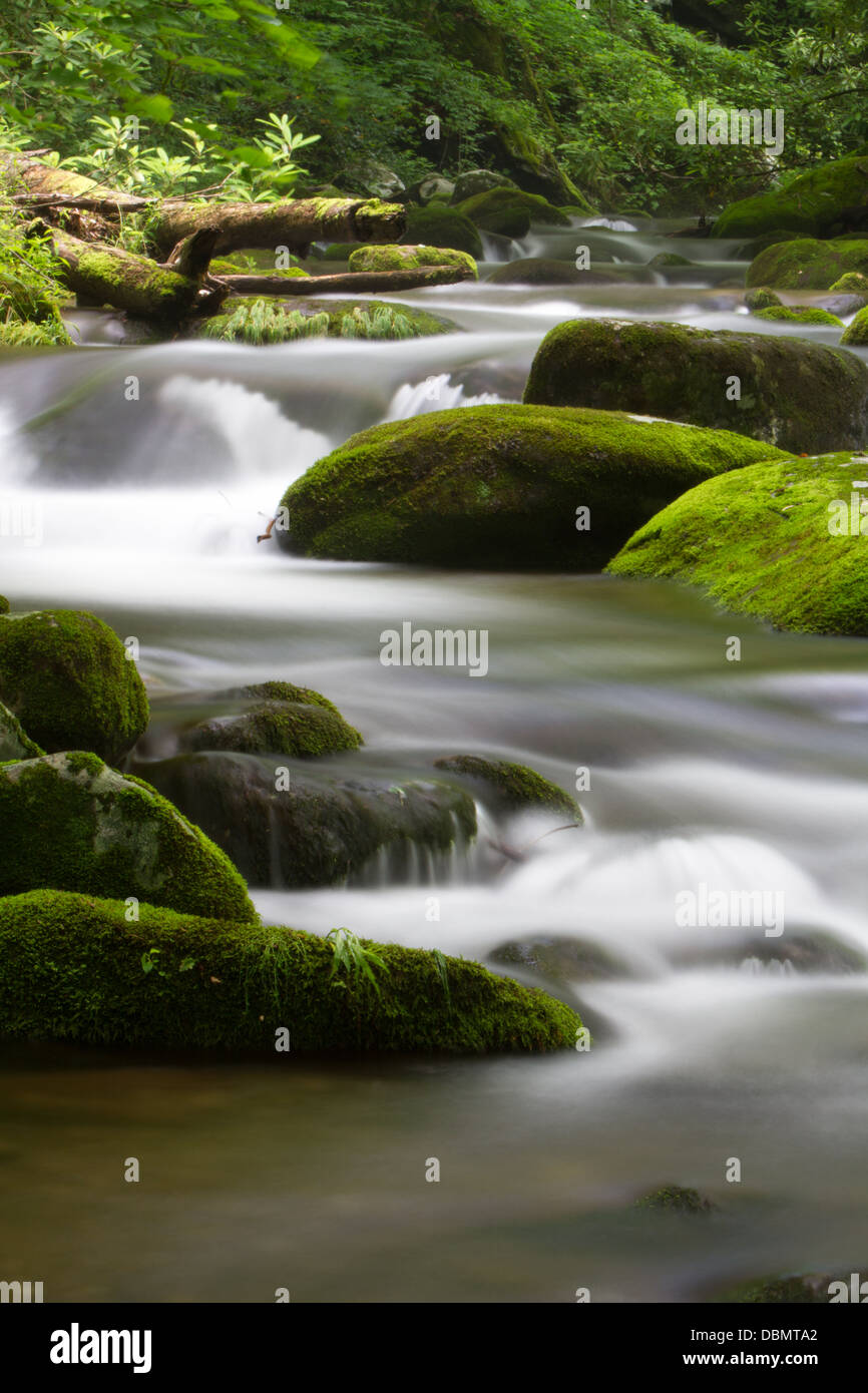 Silky acqua e coperte di muschio rocce lungo il Parco Nazionale di Great Smoky Mountains la Roaring forcelle Sentiero del motore. Foto Stock