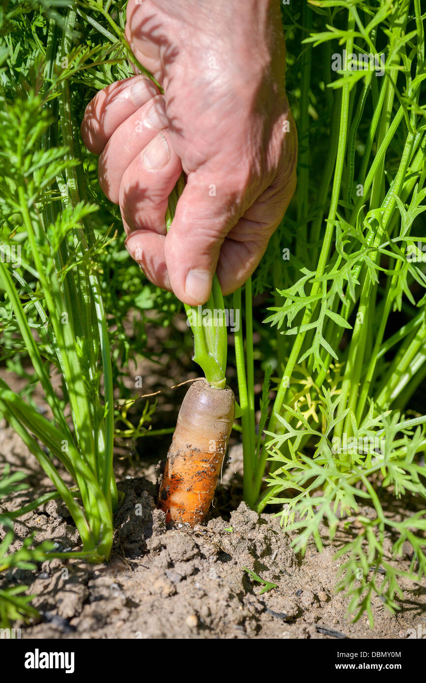 Carota organica Foto Stock