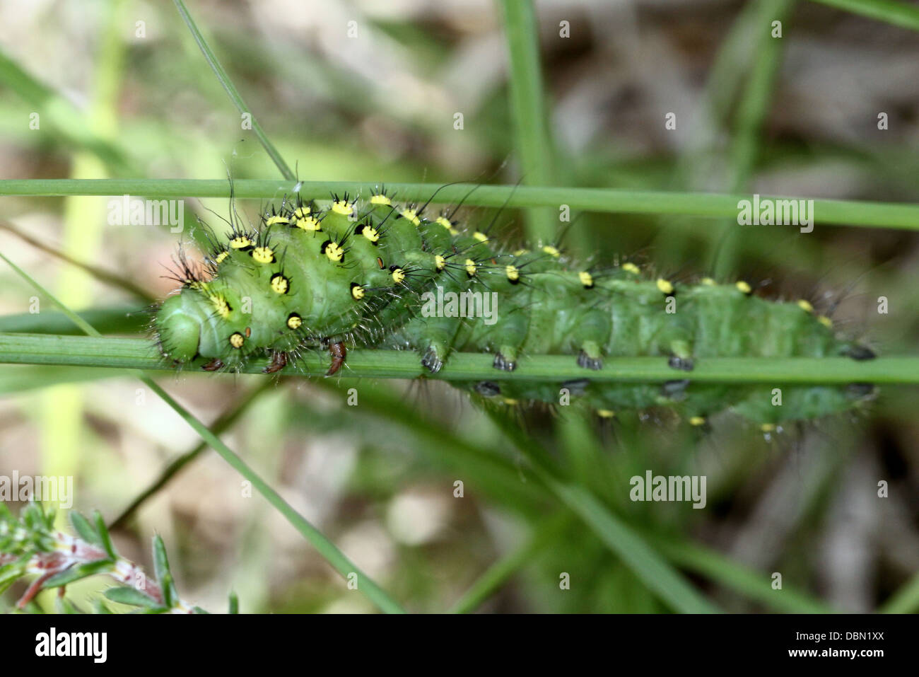 Primi piani dettagliati di esotismo cercando piccolo imperatore Moth Caterpillar (Saturnia pavonia) - 22 immagini in serie Foto Stock