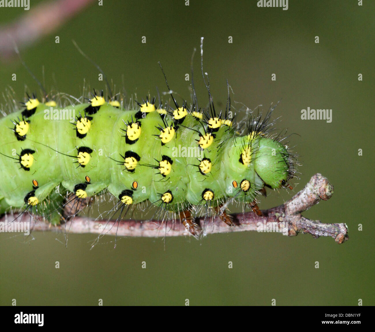 Primi piani dettagliati di esotismo cercando piccolo imperatore Moth Caterpillar (Saturnia pavonia) - 22 immagini in serie Foto Stock