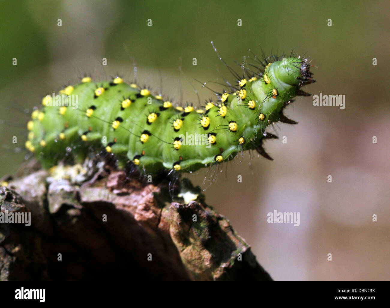 Primi piani dettagliati di esotismo cercando piccolo imperatore Moth Caterpillar (Saturnia pavonia) - 22 immagini in serie Foto Stock