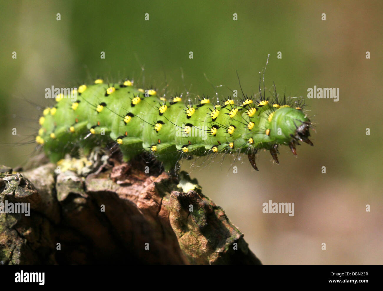 Piccolo Imperatore Moth Caterpillar (Saturnia pavonia) Foto Stock