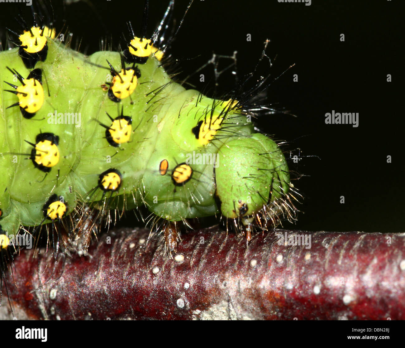 Primi piani dettagliati di esotismo cercando piccolo imperatore Moth Caterpillar (Saturnia pavonia) - 22 immagini in serie Foto Stock