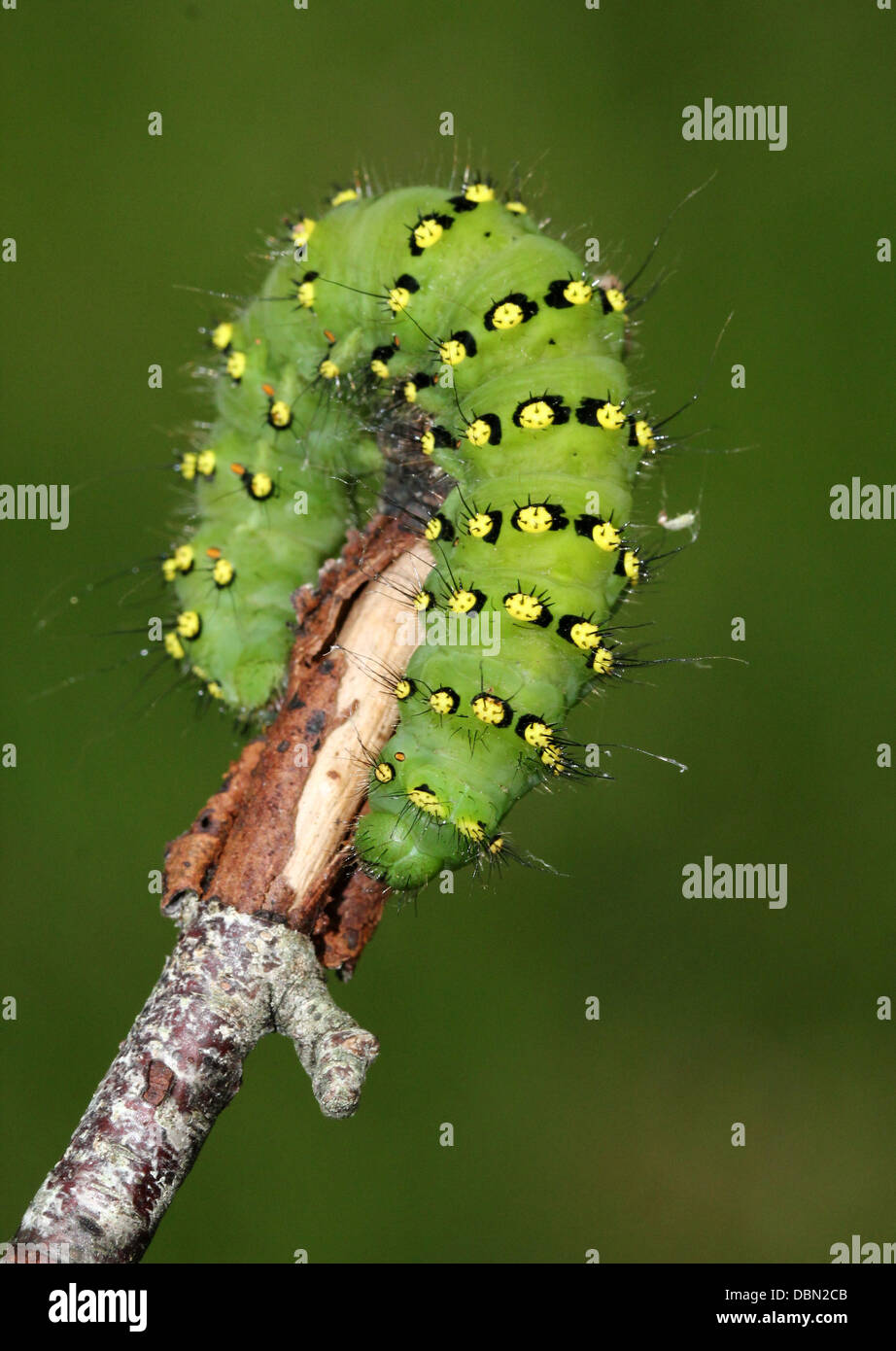 Piccolo Imperatore Moth Caterpillar (Saturnia pavonia) Foto Stock