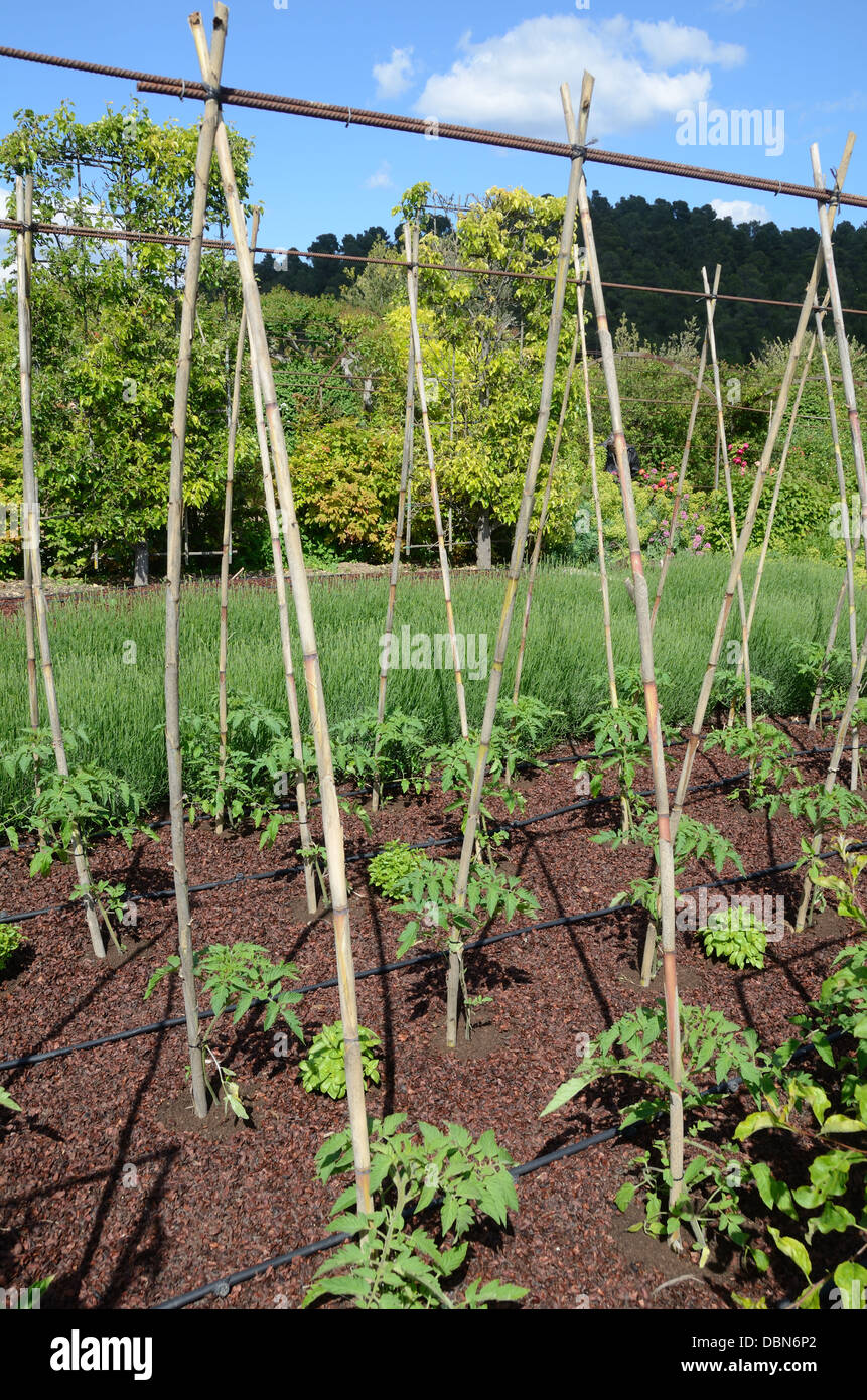 Giovani Piante Di Pomodoro E Bamboo Sostiene Nei Giardini O Giardini Di Vegetable A Château Val Joannis Pertuis Provence Francia Foto Stock