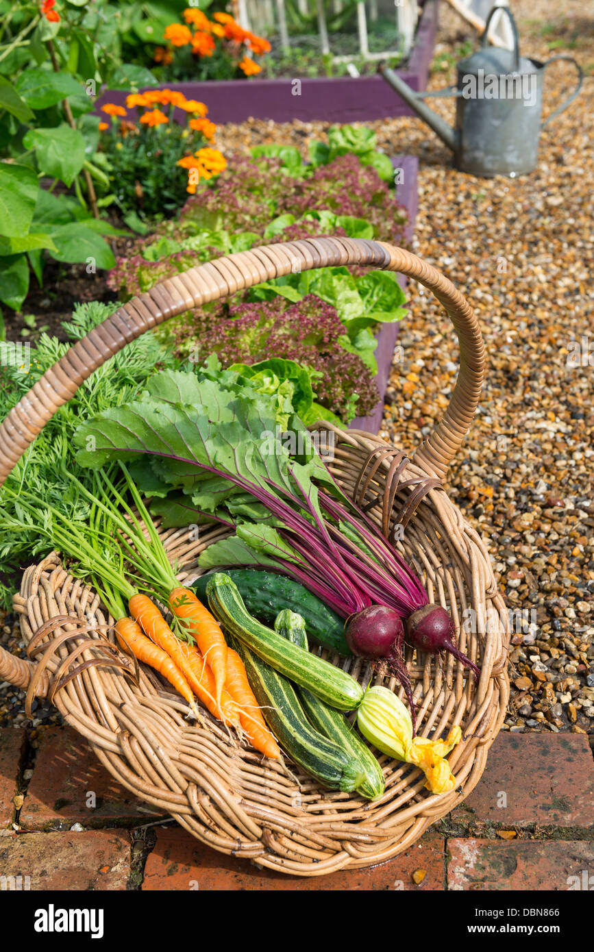 Cestello di antiquariato riempita con una raccolta di appena raccolto cresciuto in casa giardino ortaggi. Foto Stock