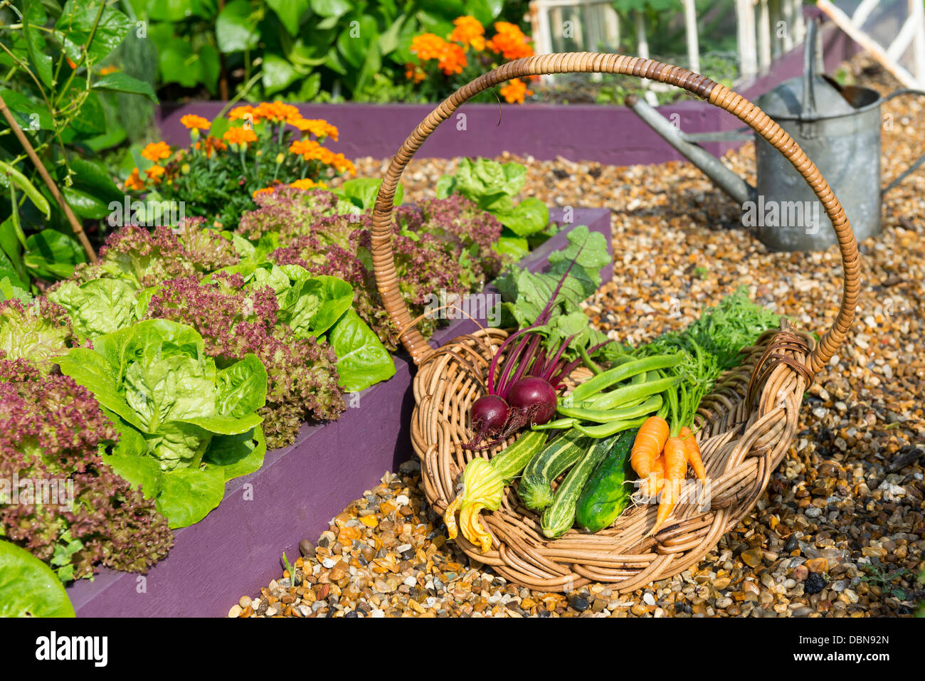 Cestello di antiquariato riempita con una raccolta di appena raccolto cresciuto in casa giardino ortaggi. Foto Stock