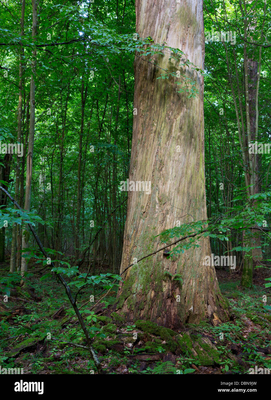 Morti enorme quercia di corteccia di albero-meno in mattinata contro i capretti deciduo stand della foresta di Bialowieza Foto Stock