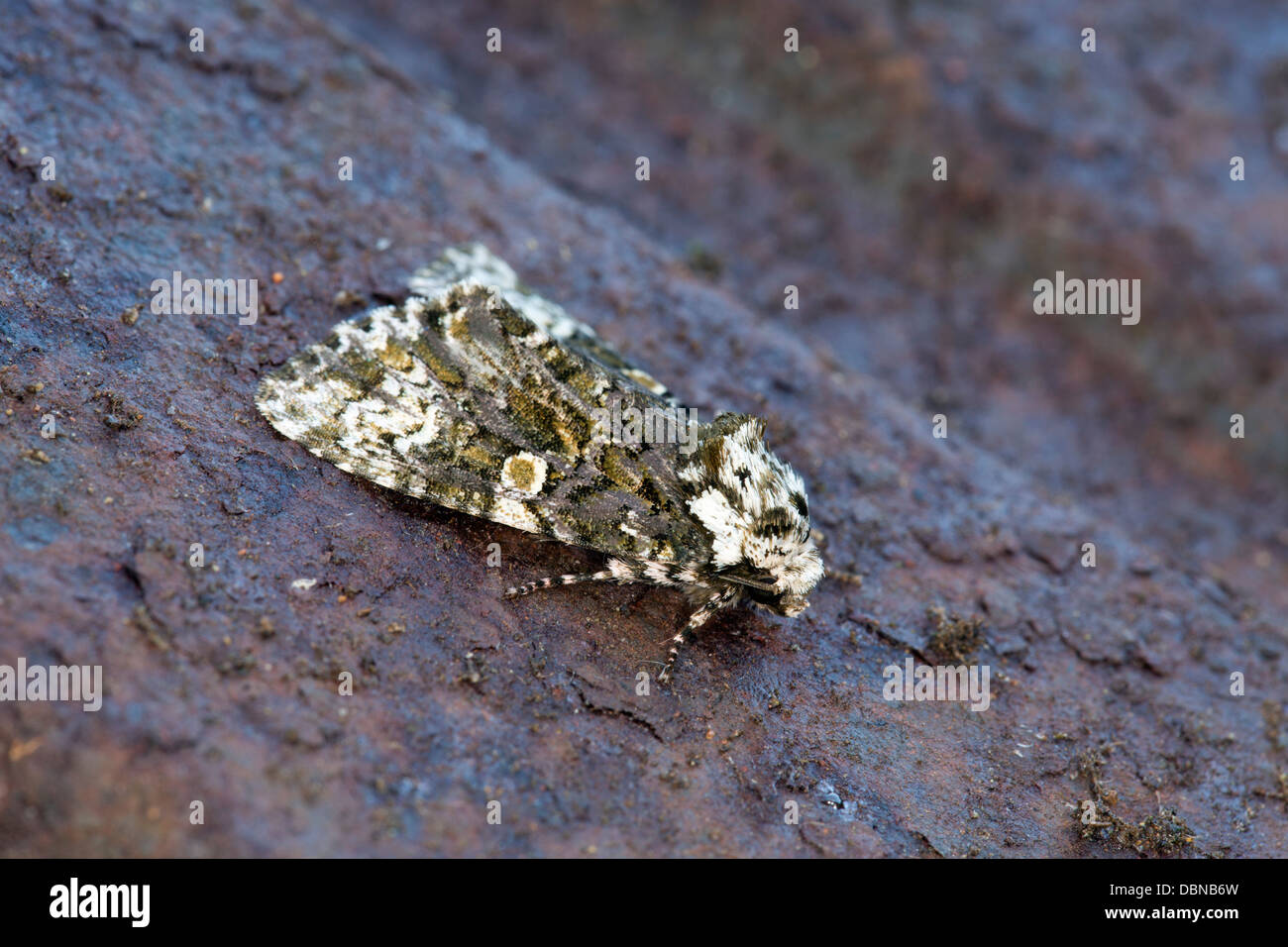 Coronet Moth; Craniophora ligustri; estate; Regno Unito Foto Stock