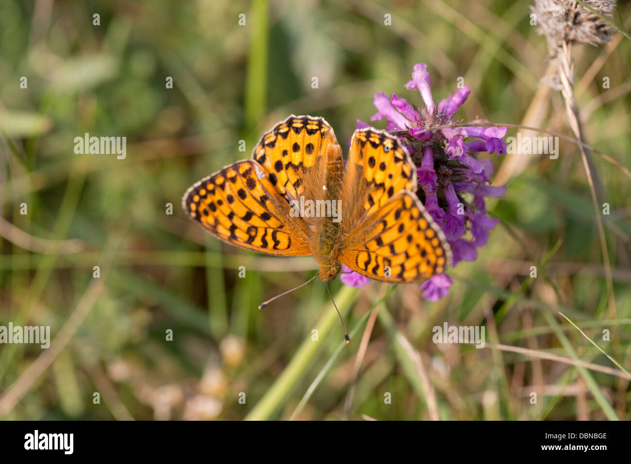 Verde scuro Fritillary Butterfly; Mesoacidalia aglaia; Luglio; Cornovaglia; Regno Unito Foto Stock