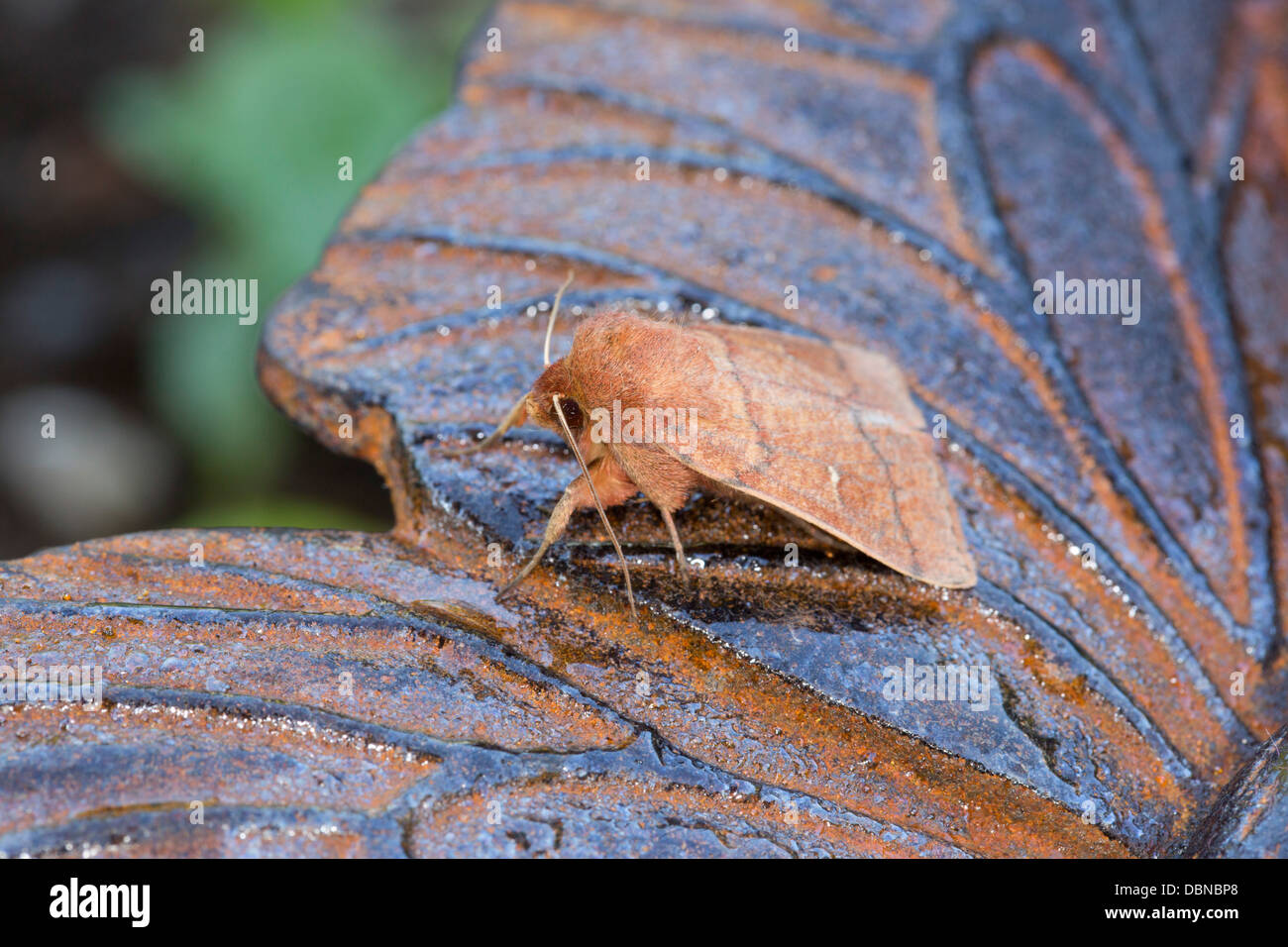 Doppia linea Moth; Mythimna turca; Luglio; Cornovaglia; Regno Unito Foto Stock