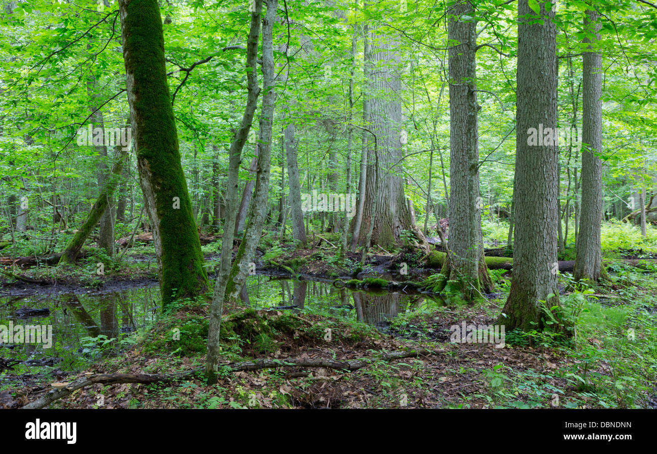 Moss avvolto albero rotto giacente su acqua nel vecchio naturale estivo stand di latifoglie della foresta di Bialowieza Foto Stock