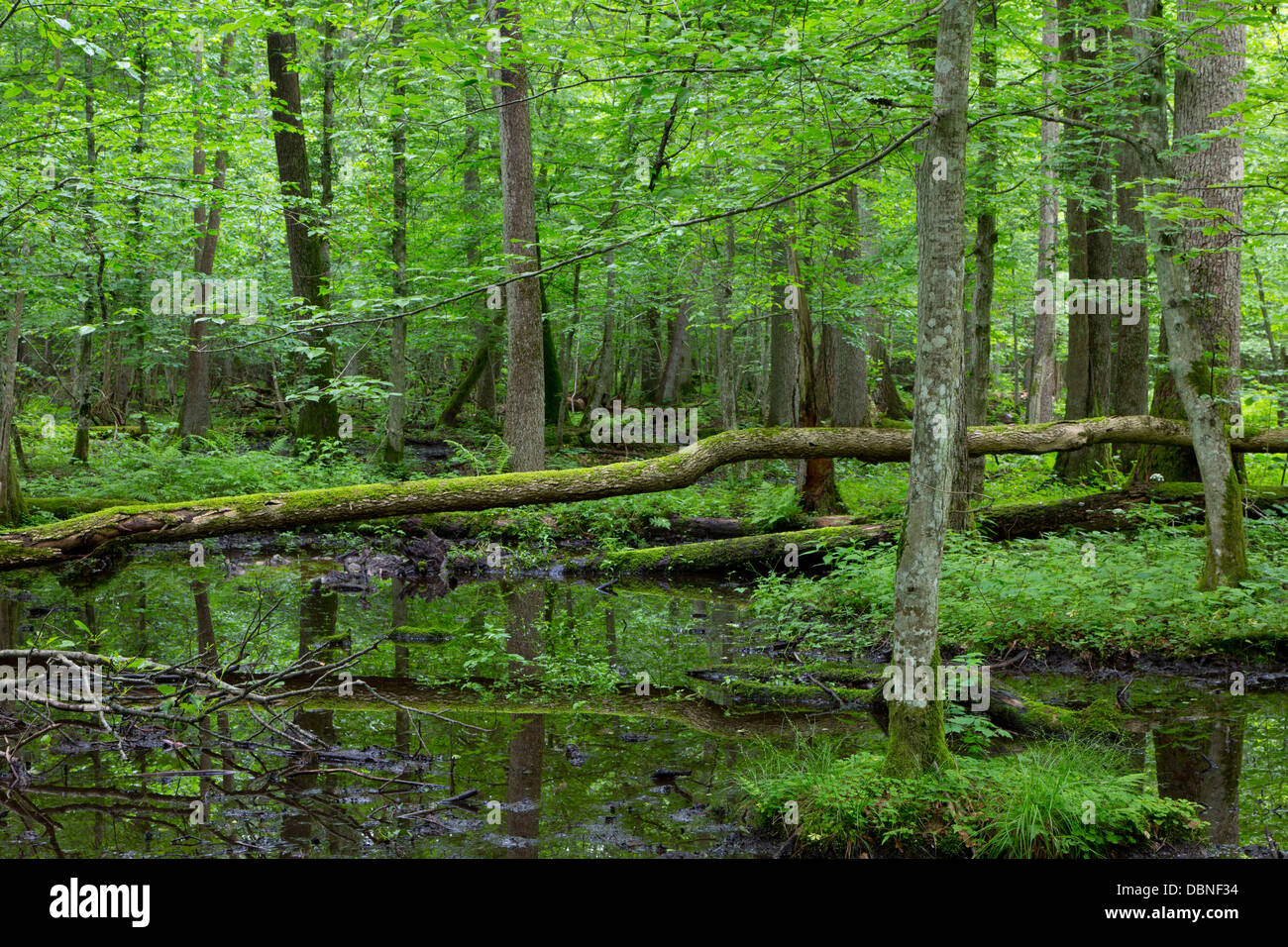 Moss avvolto albero rotto giacente su acqua nel vecchio naturale estivo stand di latifoglie della foresta di Bialowieza Foto Stock