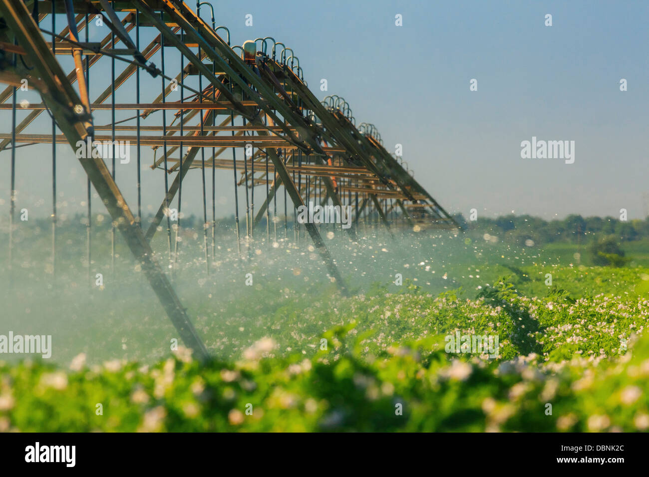 Irrigazione impianto sprinkler nel campo, Croazia e Slavonia, Europa Foto Stock