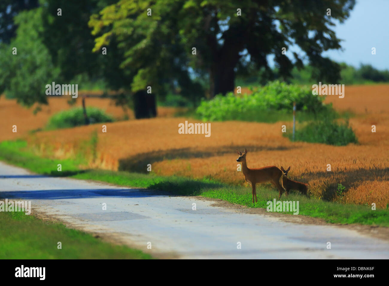 Capriolo sulla strada, Croazia e Slavonia, Europa Foto Stock