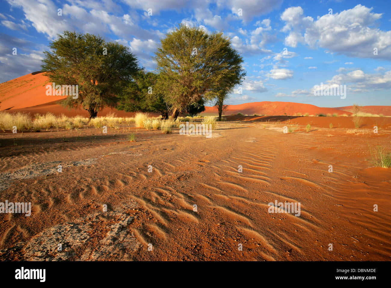 Paesaggio con dune di sabbia rossa, erbe del deserto africano e alberi di acacia, Sossusvlei, Namibia Foto Stock