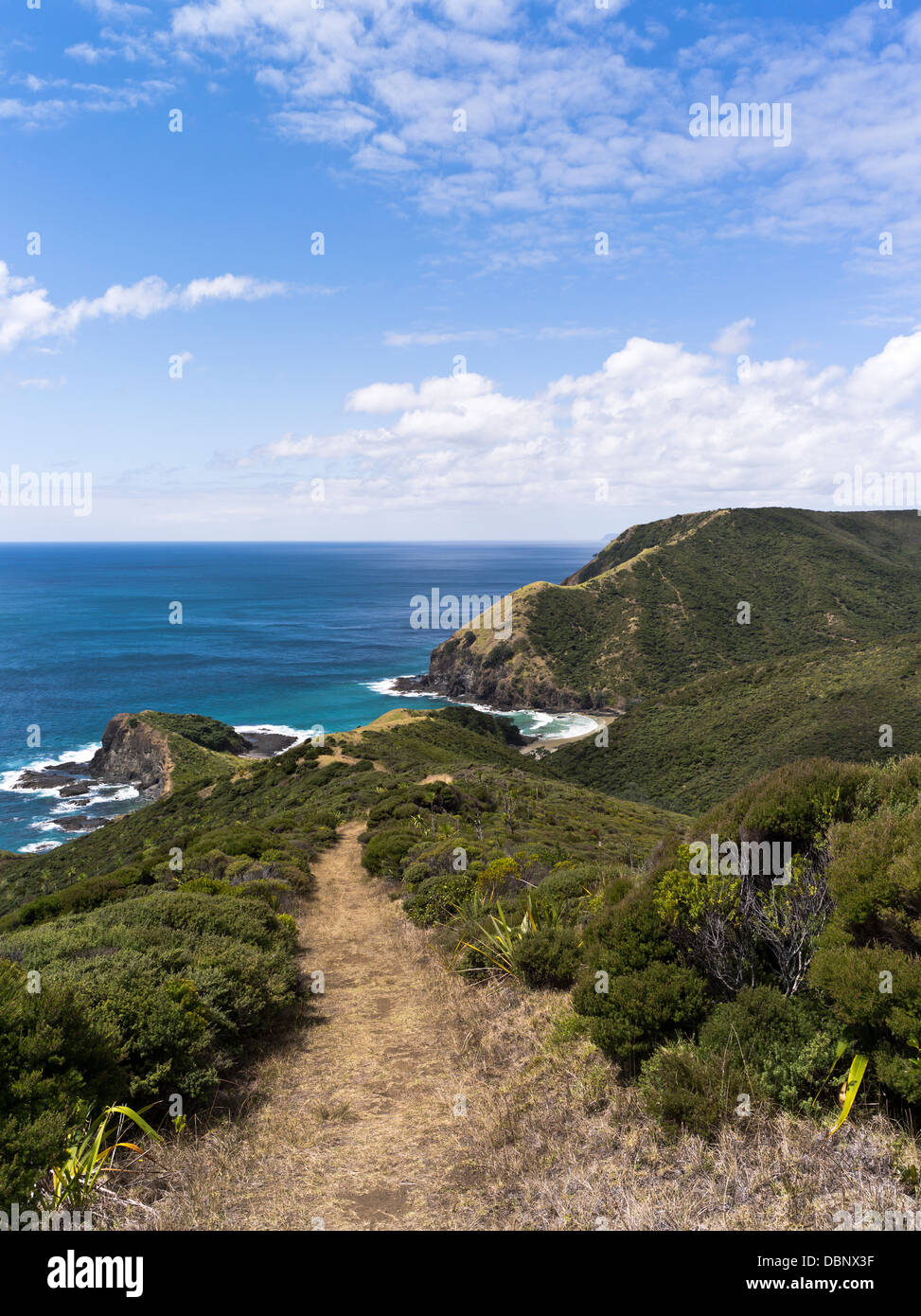 Dh Cape Reinga NUOVA ZELANDA Sentiero Manuka tea tree scrub bush Aupouri costa della penisola Foto Stock