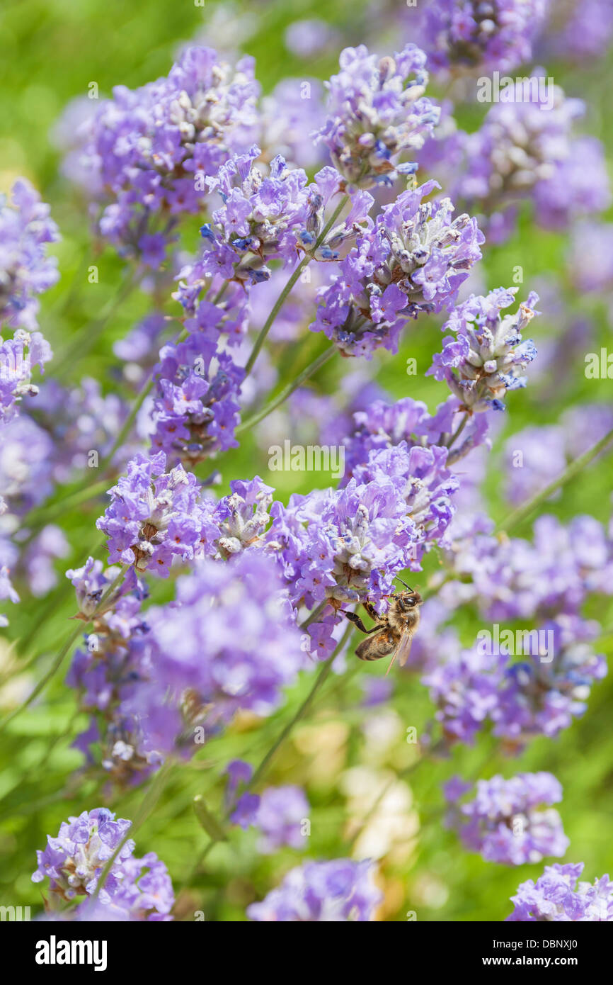 Un miele ape su lavanda inglese 'Hidcote Blue',Lavandula angustifolia, un sempreverde arbusto aromatico con viola-fiori viola. Foto Stock