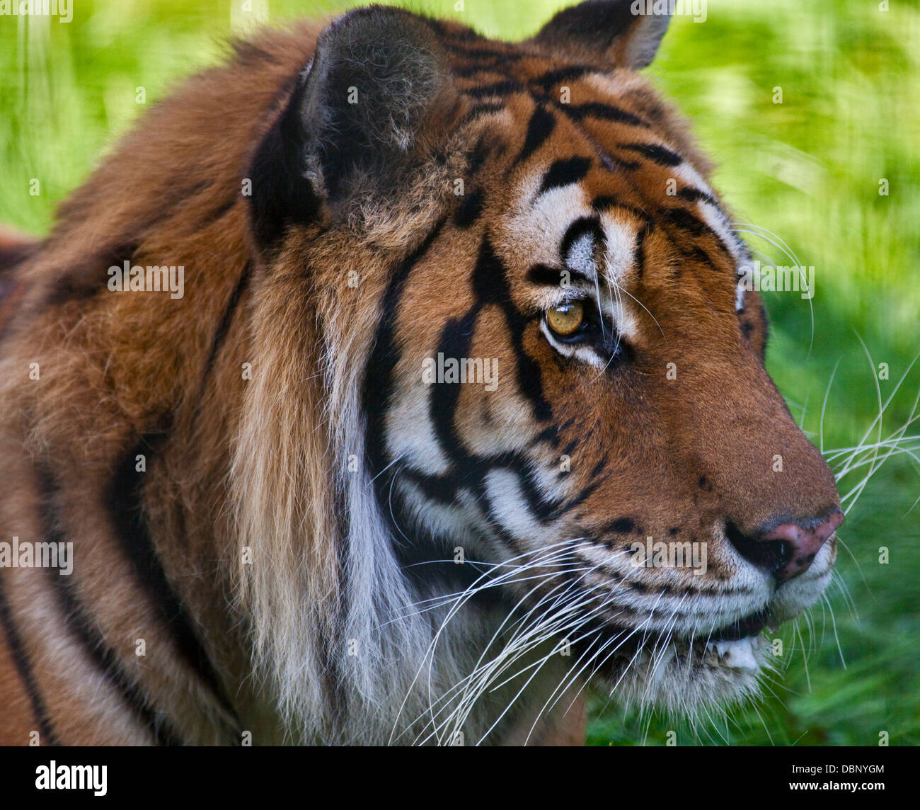 Rajiv/Amur tigre del Bengala cross (panthera tigris) maschio, Isle of Wight Zoo, Sandown, Isle of Wight, Hampshire, Inghilterra Foto Stock