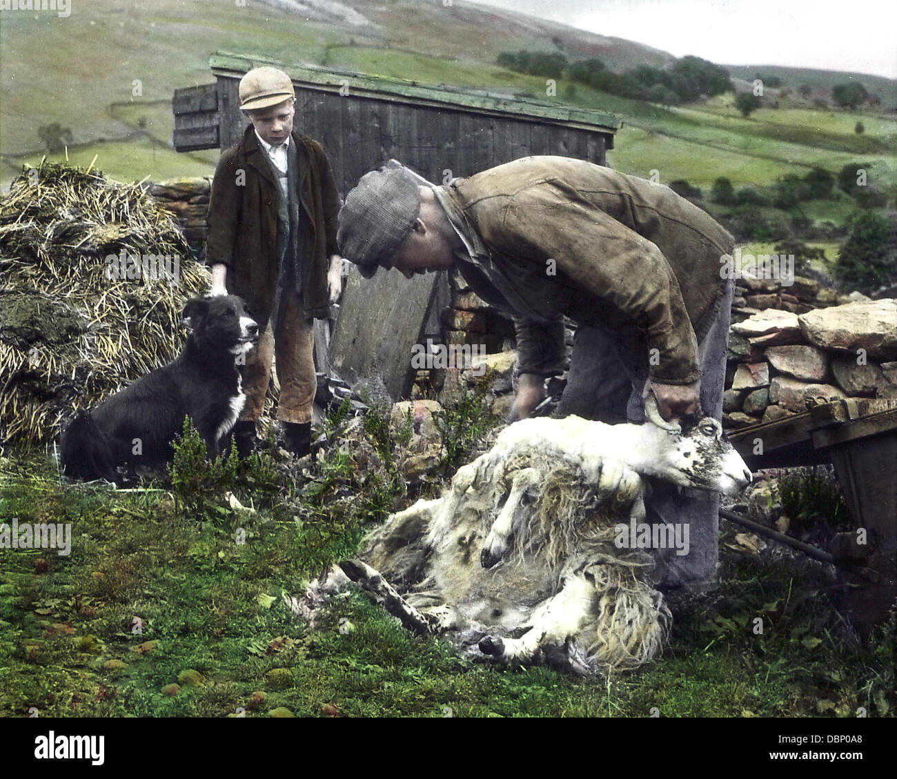 L'agricoltore Muker tosatura delle pecore Swaledale 1940s Foto Stock
