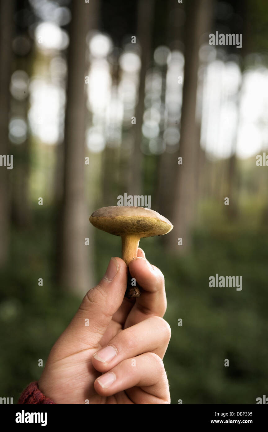 Persona in possesso di una singola testa a fungo, Baviera, Germania, Europa Foto Stock