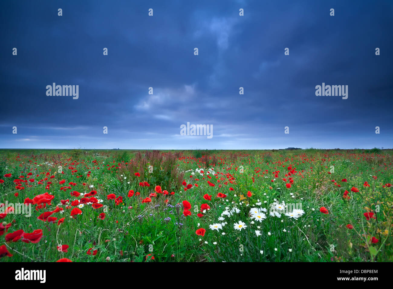 Campo con semi di papavero e daisy fiori sotto il cielo velato Foto Stock