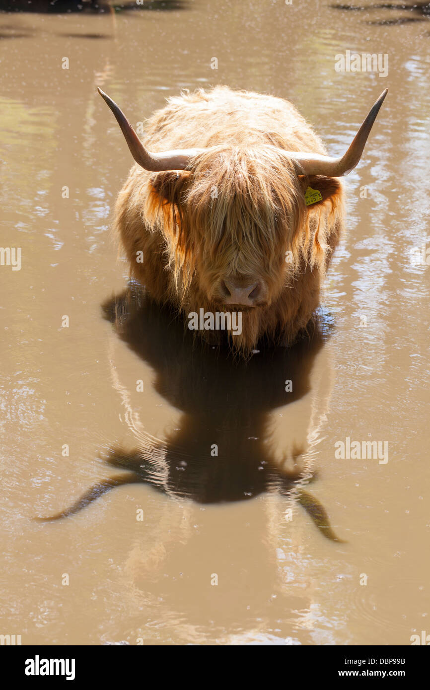 Highland mucca wallowing in piscina fangoso, Mull Foto Stock