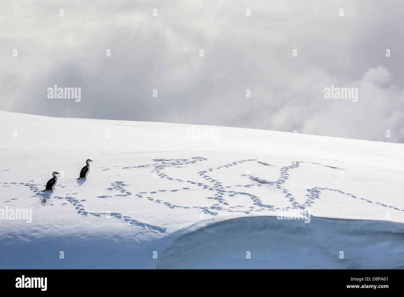 Adulto shags Antartico (Phalacrocorax (atriceps) bransfieldensis) sulla neve in Enterprise isole, Antartide, regioni polari Foto Stock