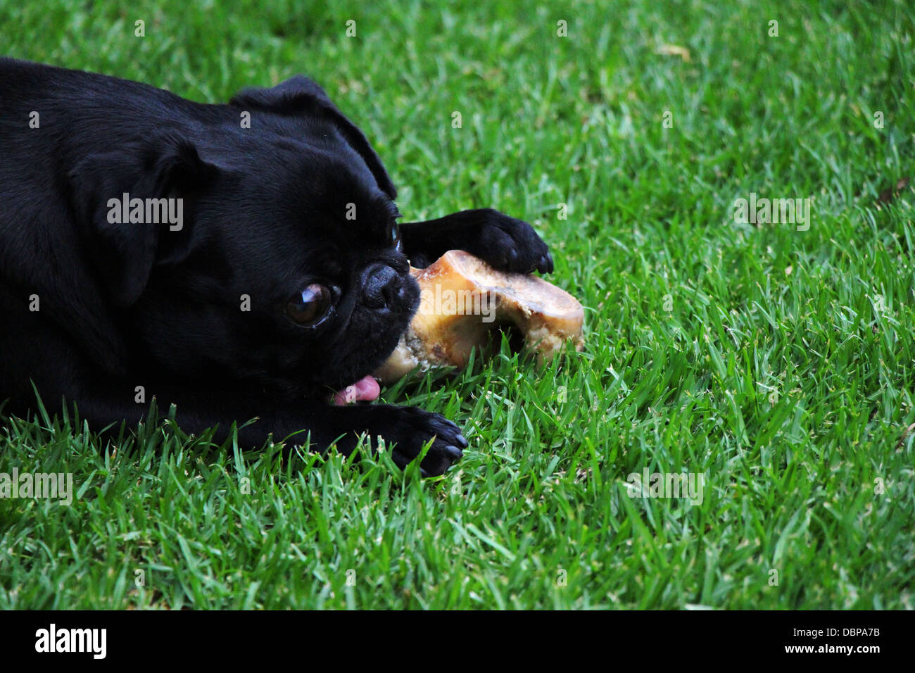 Carino il nero pug sdraiato masticare un osso all aperto con un erba verde sullo sfondo Foto Stock