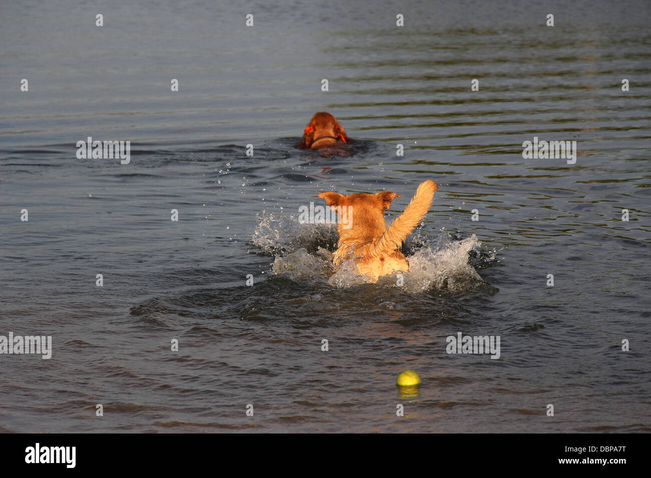 Croce di cane di razza nuota dopo un Cocker Spaniel, lasciando una palla da tennis dietro Foto Stock