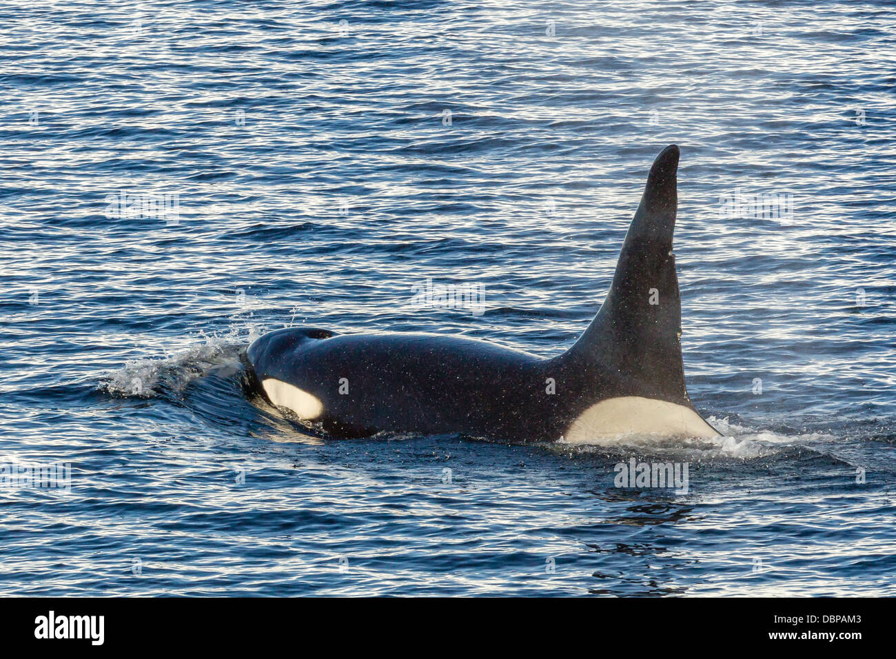 Digitare una balena killer (Orcinus orca) bull, viaggiare e socializzare in stretto di Gerlache vicino alla penisola antartica Foto Stock