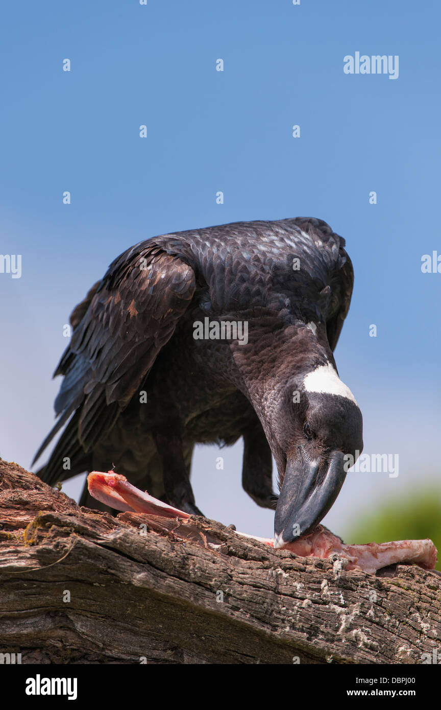 Thick-fatturati corvo imperiale (Corvus crassirostris) alimentazione su una carcassa, Simien Mountains National Park, Amhara Region, Etiopia Foto Stock