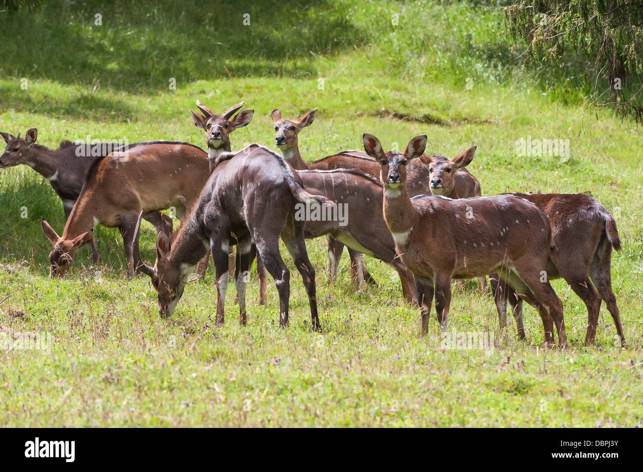 Allevamento di montagna (nyalas Tragelaphus buxtoni) (Balbok), montagne di balle, Etiopia, Africa Foto Stock