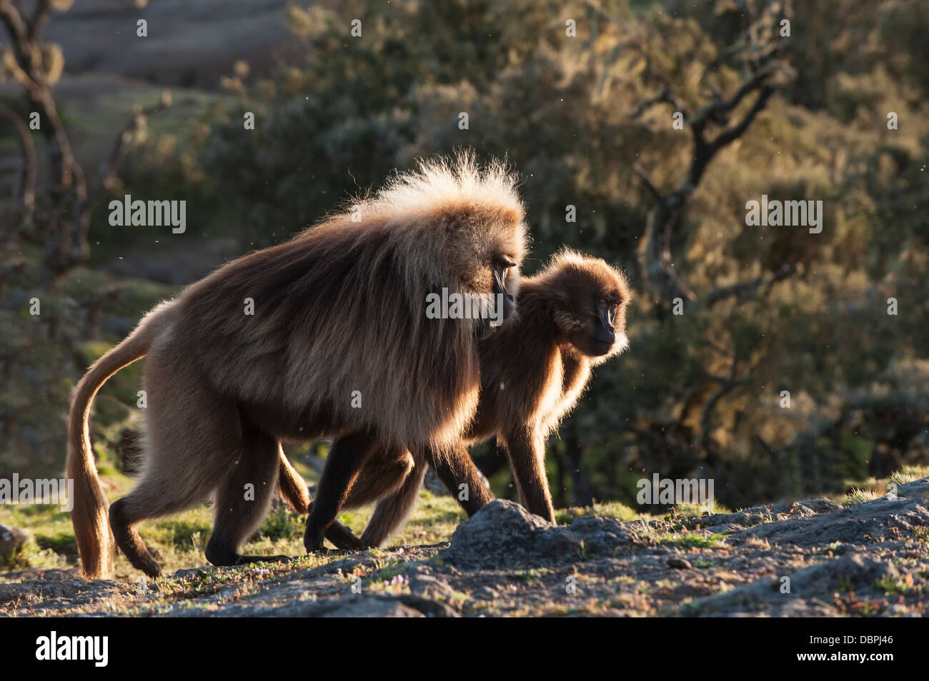 I babbuini Gelada (Theropithecus Gelada) su una scogliera al tramonto, Simien Mountains National Park, Amhara Region, Etiopia Foto Stock