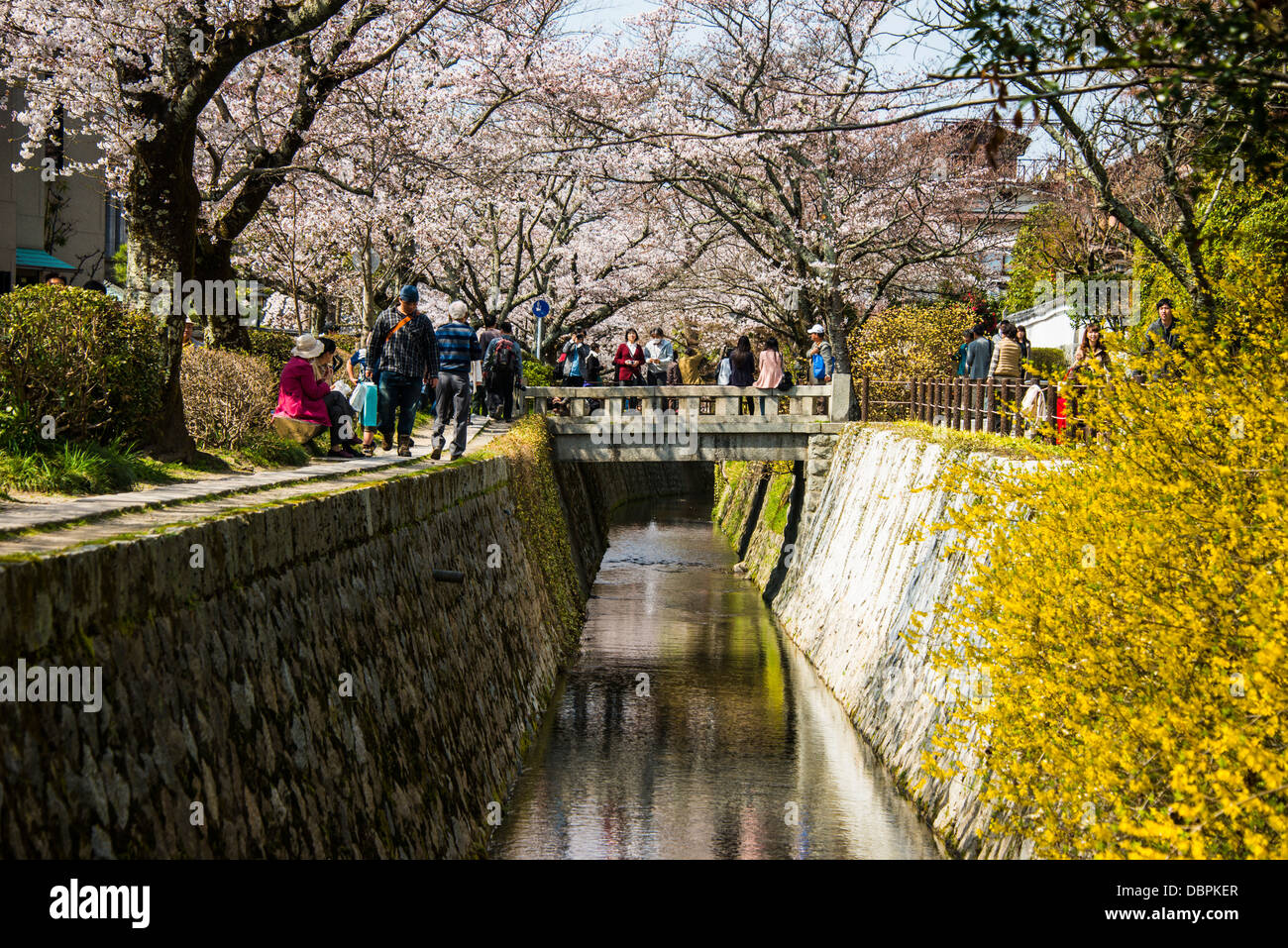 Cherry blossom in the Philosopher's Walk, Kyoto, Japan, Asia Foto Stock