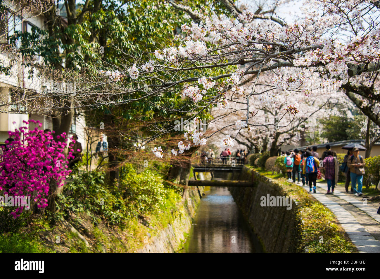 Cherry blossom in the Philosopher's Walk, Kyoto, Japan, Asia Foto Stock