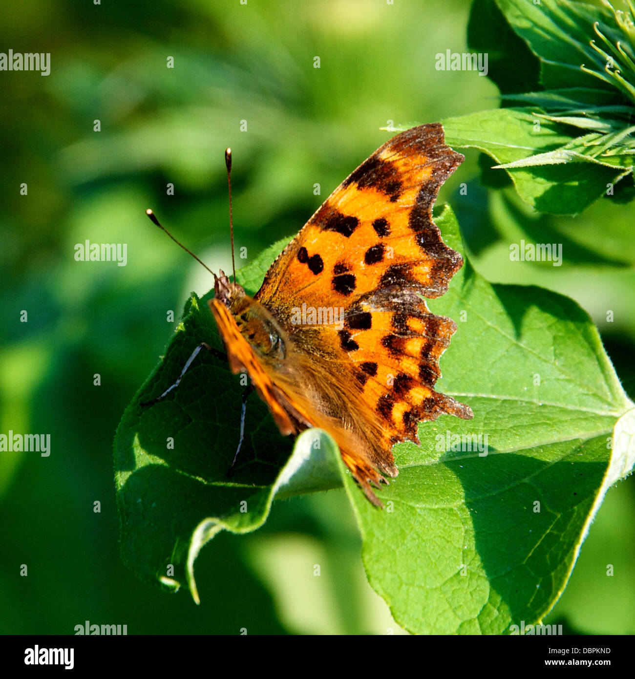 A Betchworth, Surrey, Regno Unito. Il 2 agosto, 2013. Una virgola Butterfly poggia su una maggiore Bardana foglie in una zona umida prateria sulle rive del Fiume Mole a Betchworth, Surrey giovedì 1 agosto 2013. Credito: Foto di Lindsay Constable /Alamy Live News Foto Stock