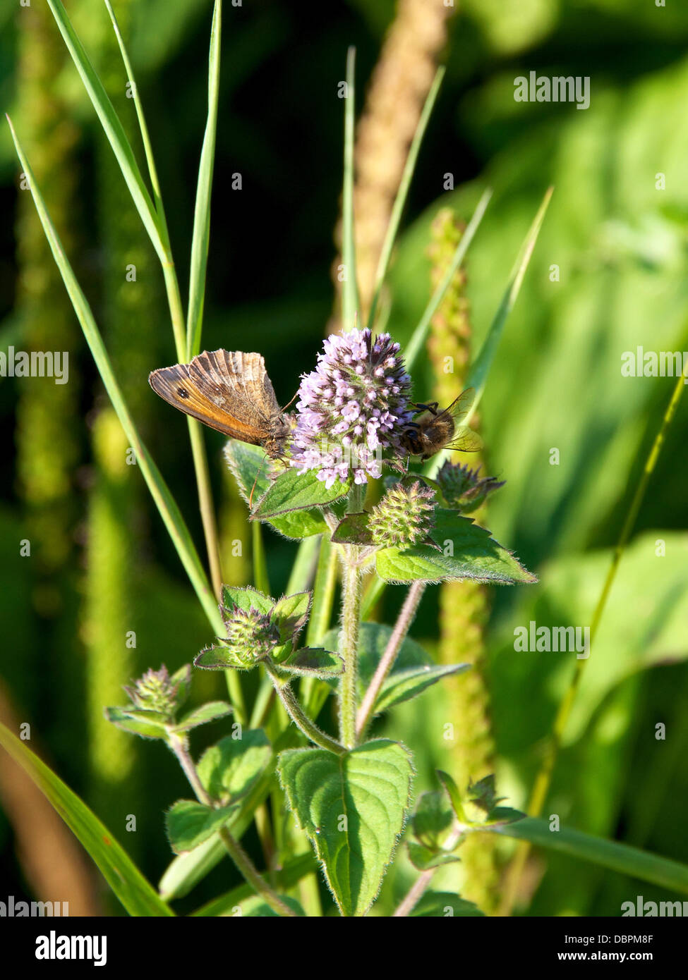 A Betchworth, Surrey, Regno Unito. Il 2 agosto, 2013. Un prato farfalla marrone e un'ape che poggiano su un selvaggio fiore di menta in una zona umida prateria sulle rive del Fiume Mole a Betchworth, Surrey giovedì 1 agosto 2013. Credito: Foto di Lindsay Constable /Alamy Live News Foto Stock