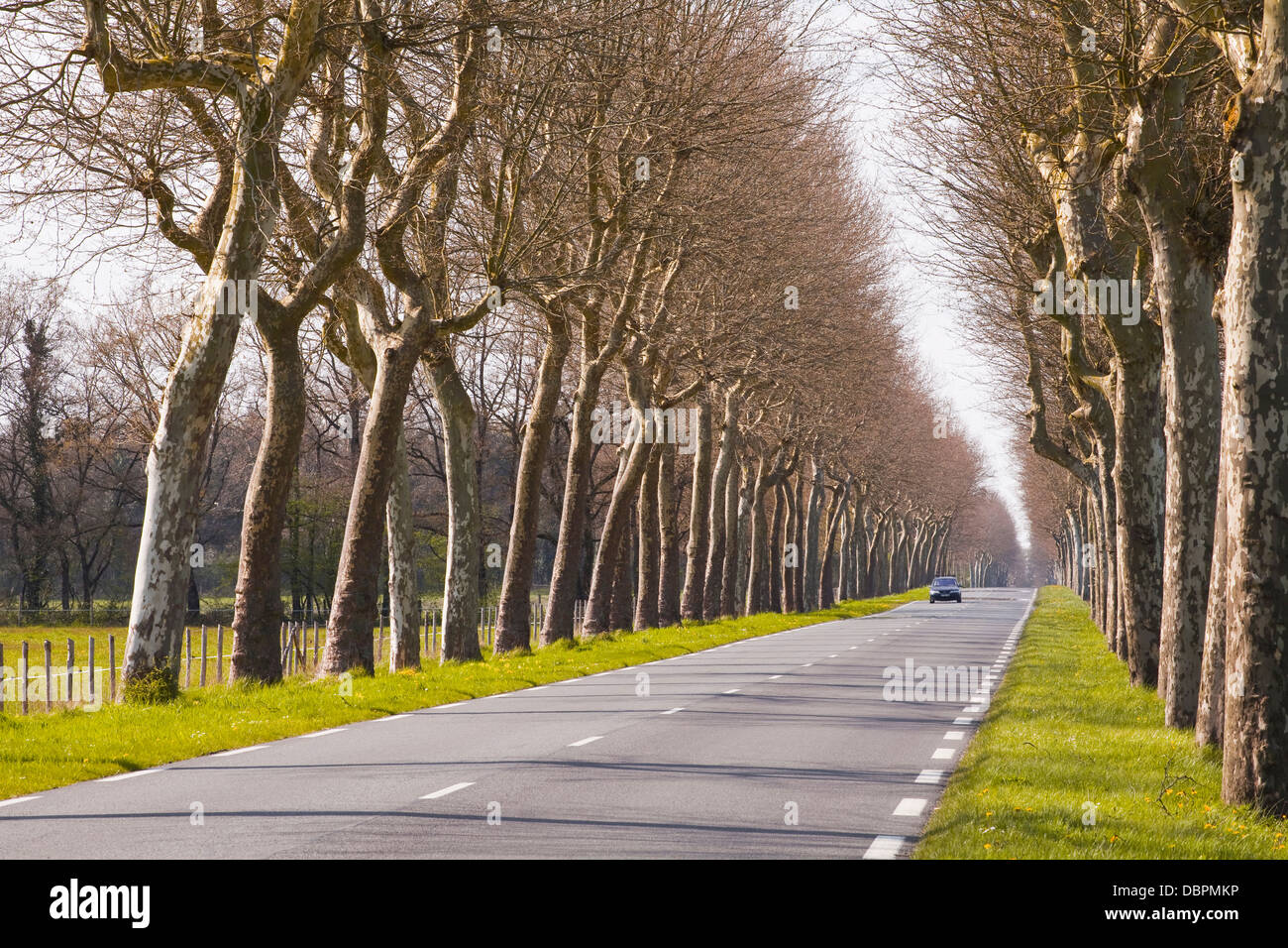 Una strada alberata in Sarthe area, Pays de la Loire, in Francia, in Europa Foto Stock