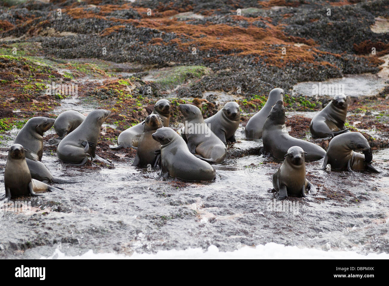 Capo le foche (Arctocephalus pusillus pusillus), Guarnizione Isola, False Bay, Simonstown, Western Cape, Sud Africa e Africa Foto Stock